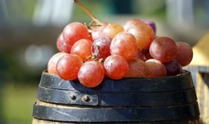 Vitigni-autoctoni-lucani-Basilicata-aglianico